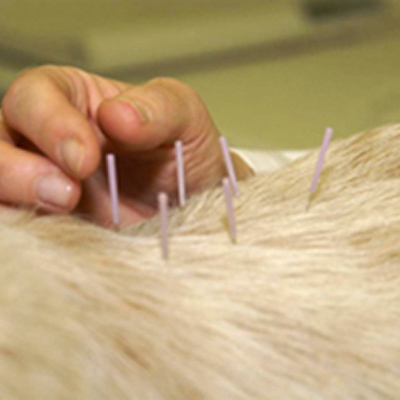 Acupuncture for Pets